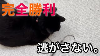 トンボを絶対逃がさない黒猫キキ、完全勝利する