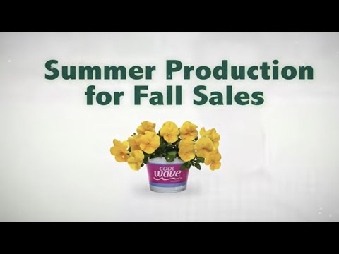 CULTURE: Cool Wave Pansy Summer Production for Fall Sales thumbnail