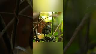 Download lagu Orang desa akrab dengan suara burung ini, suaranya nyaring tapi burungnya kecil | Berencet kerdil mp3