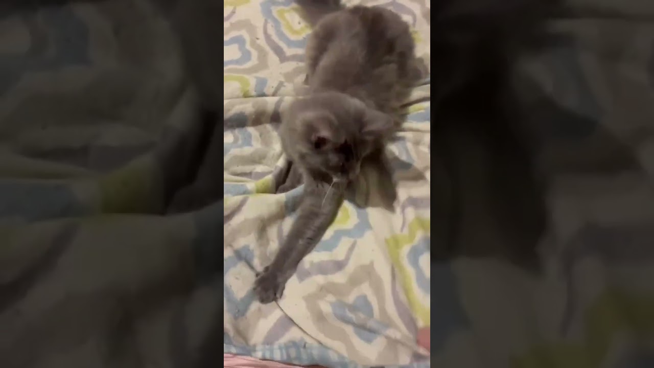 Stormie-LAP CAT, an adoptable mixed breed in Hartford, CT video 1/5