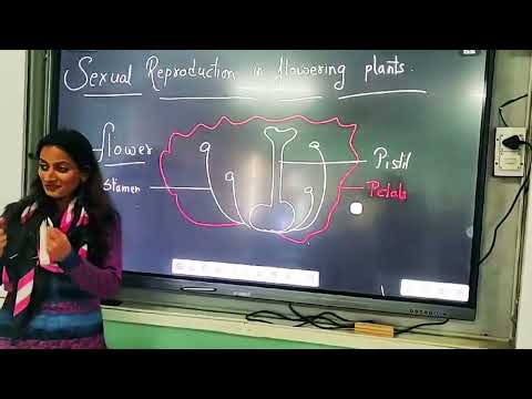 पी एम श्री के वी ए एफ एस हाई ग्राउंड्स चंडीगढ़
