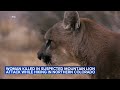 Woman Killed In Suspected Mountain Lion Attack While Hiking In Northern Colorado