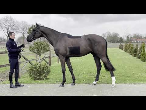 Anchorman (Andiamo Semilly x Corsari van de Helle)