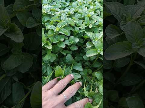 mentha 🌿🌱mentha ki narsari #youtubeshorts #mentha #shorts #menthakikheti #peppermint #kheti #farming