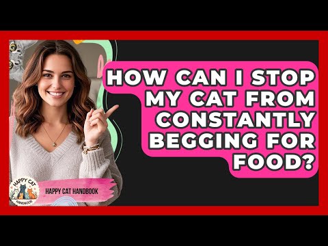 How Can I Stop My Cat From Constantly Begging For Food? - Happy Cat Handbook