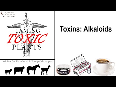 Common Toxins - Alkaloids: UW Taming Toxic Plants