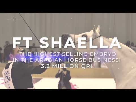 ⚜️ FT SHAELLA ⚜️⁣⁣ The highest selling embryo in the Arabian Horse Business EVER!