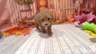 タイニープードルの動画01