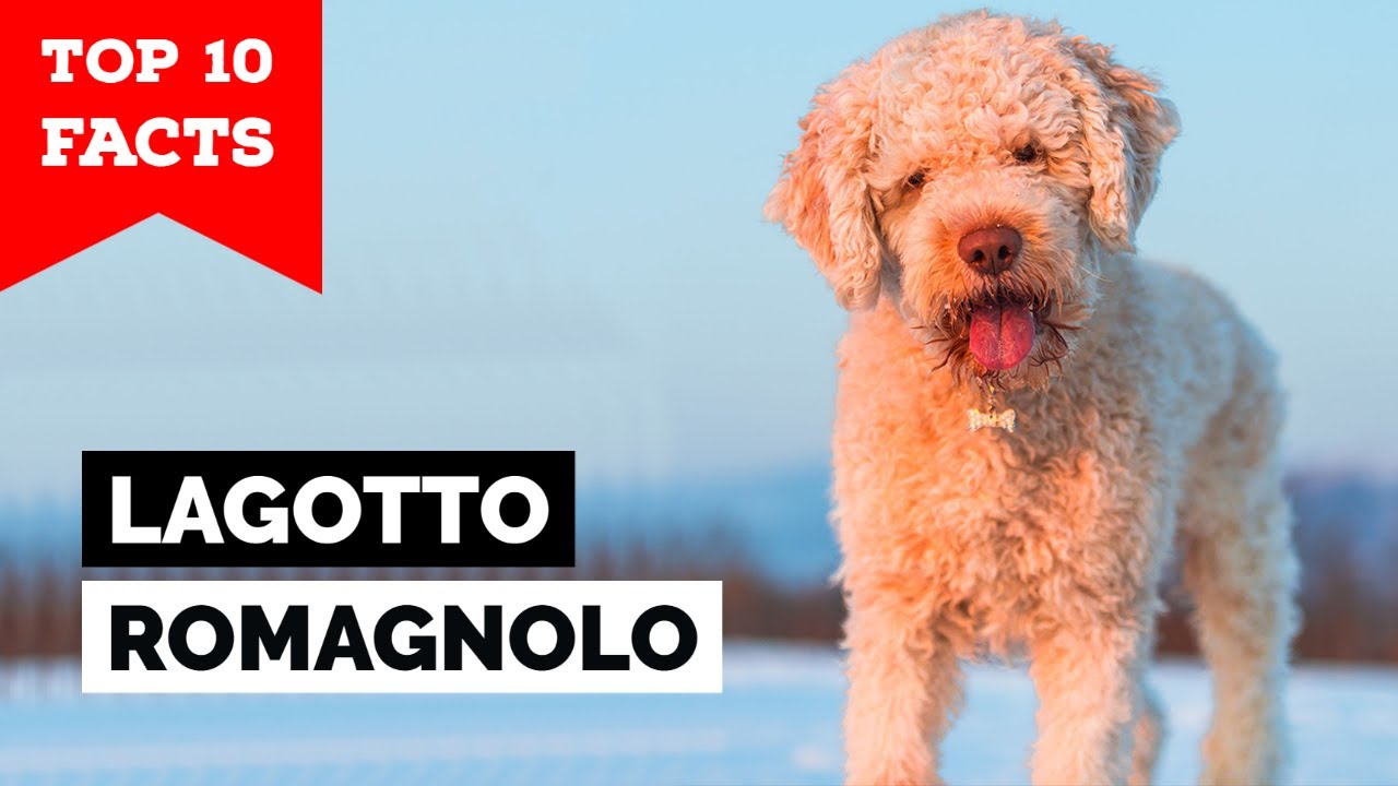 YouTube video preview