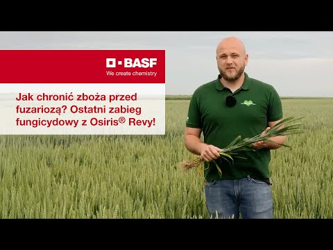 Jak chronić zboża przed fuzariozą? Ostatni zabieg fungicydowy z Osiris® Revy!