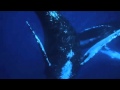 Peter Kater - Whale Song