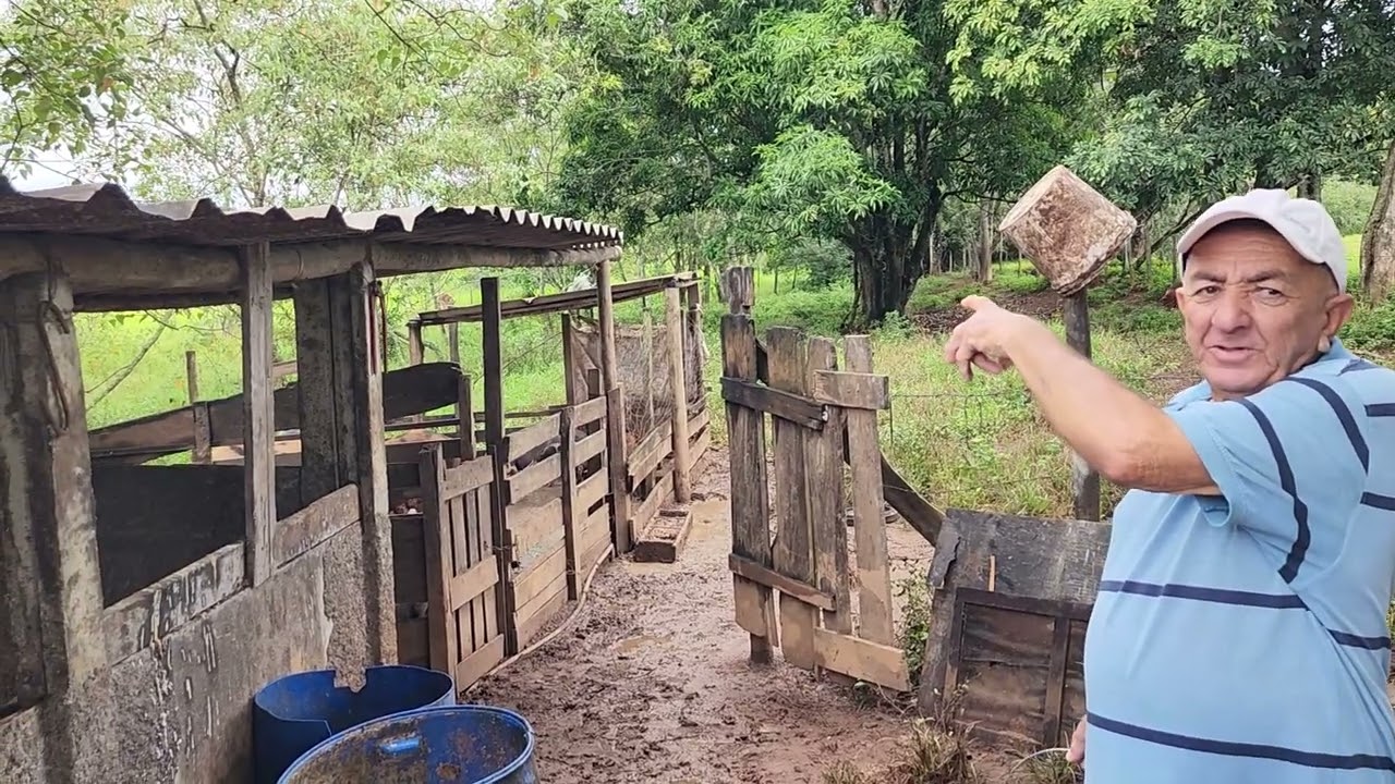 Como criar  porco caipira? Sr Taíde  mostra. #roça #caipira.@Guimaraesrustico