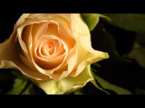 Siv-Anita Strickert Band teaser 2014