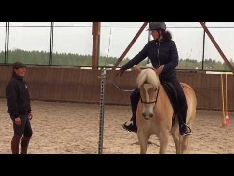 Training Tor -  Working Equitation Staraktion Pferd International München 2017