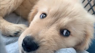 【Night routine】I'm just bitten by my dog's Golden Retriever puppy