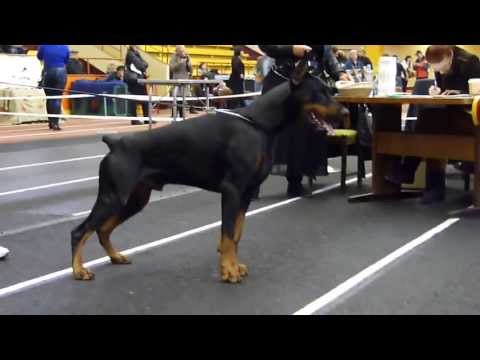 Oksamit De Grande VInko