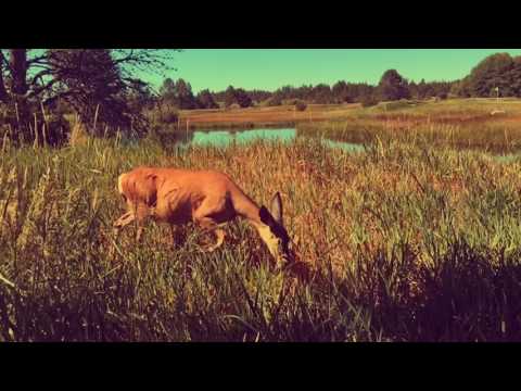 In Common Alicia Keys x Kaskade [Remix] - A Cover Music Video