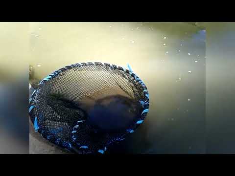 Visitando la Piscigranja La Cumbre en Chontabamba - Oxapampa - Pasco - Perú