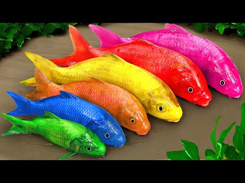 Cartoon crocodile, pink snake and colorful eel | Colorful baby fish | Stop Motion Funny Animation