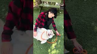 Video preview image #1 Siberian Husky Puppy For Sale in Pasadena, CA, USA