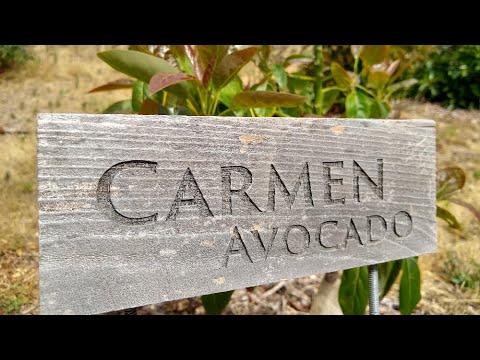 Carmen avocado tree: a profile