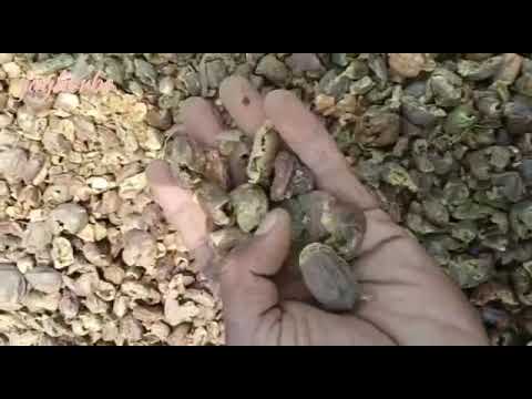 Terminalia chebula Cutting
