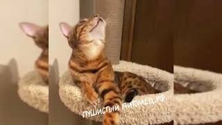 Бенгальский котик
