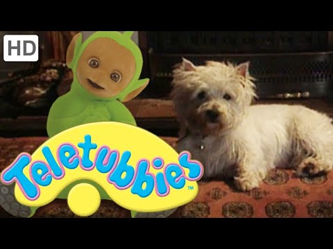Dirty Dog | Teletubbies | Live Action Videos for Kids | WildBrain Zigzag