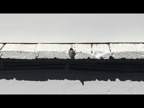 Exterminating Carpenter Bees in Freehold, NJ