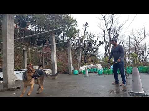 How to play tugg of war with your German shepherd dog.