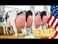 Farm WithMe Pretty Girl Dangerous Hoof Cutting Cow Milking Cure Cows BABY CALF 2023 Sheep Farming