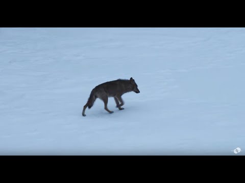 Marche Avec Les Loups (2020) Trailer