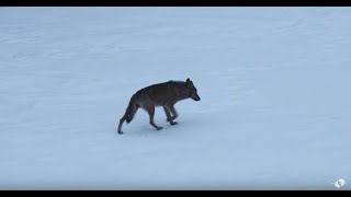 Wolf Walk / Marche avec les loups (2020) - Trailer (English Subs)