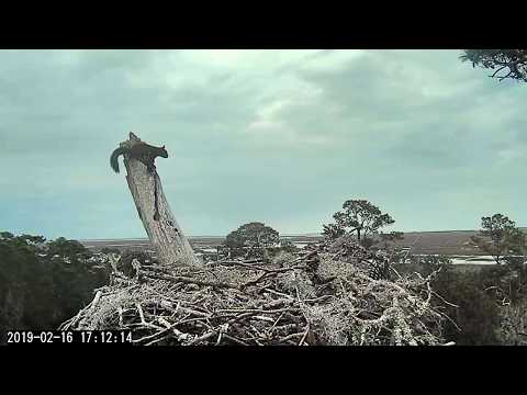 Squirrel didn't waste time after Rhett left ~ ©CornellLabs, Savannah Ospreys