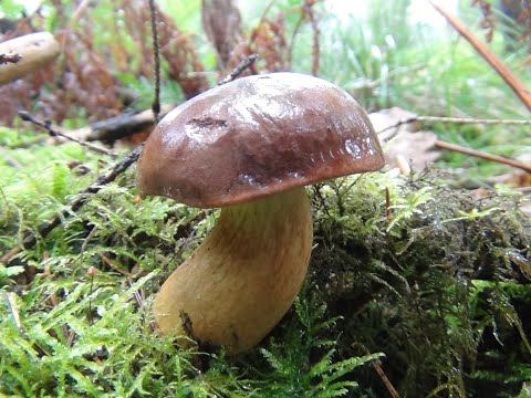 Identifying the Bay Bolete, Imleria badia