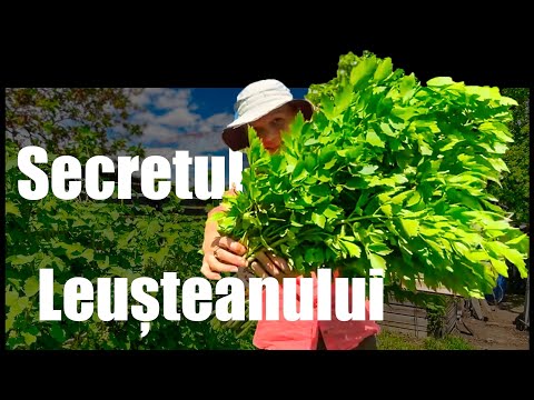 The Secret of the Leuștean. Easy Cultivation in Your Garden 🌱