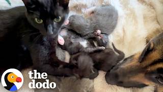 This Feral Cat Chose The Perfect Nanny For Her Kittens | The Dodo