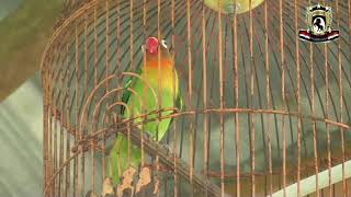Download lagu Lomba burung Lovebird || Gantangan Ronggolawe KALTARA mp3