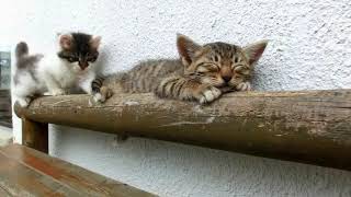 【眠たい猫と】VS【遊びたい猫】