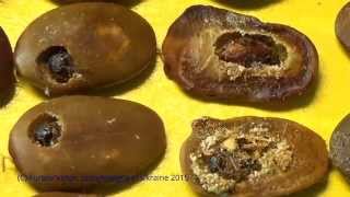 preview picture of video 'Bean weevil Megabruchidius dorsalis - Pest of Seeds of Gleditsia triacanthos in Ukraine'