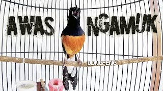 Download lagu Murai Batu GACOR Materi Se-Hutan Melatih Fighter murai BONGKAR ISIAN mp3 Download lagu Murai Batu GACOR Materi Se-Hutan Melatih Fighter murai BONGKAR ISIAN mp3