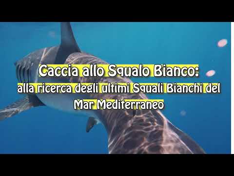 Caccia allo squalo bianco