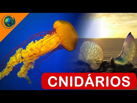 ZOOLOGIA - CNIDÁRIOS