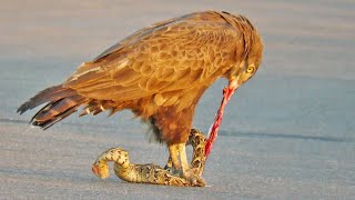 Snake Eagle Ripping Snake Apart As it Tries to Escape Snake Eagle Ripping Snake Apart As it Tries to Escape