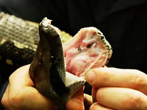 Angry Boa Constrictor