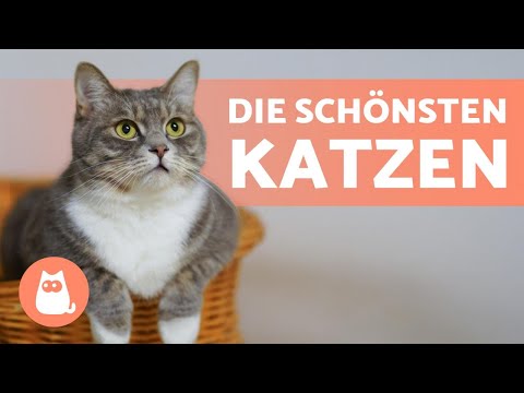Die 10 schönsten Katzenrassen der Welt 🐱💕