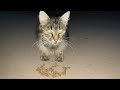 Two Gray Cute Cats Hungry Tabby Cat And Affectionate Fluffy Cat