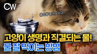 고양이 물 잘 먹이는 방법 음수량을 늘려보자!