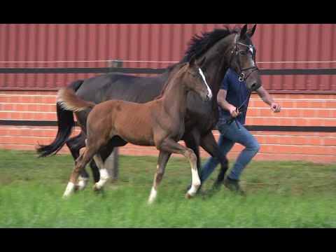 *2020 Stute von Toto Jr. - Sir Fidergold SOLD!!!