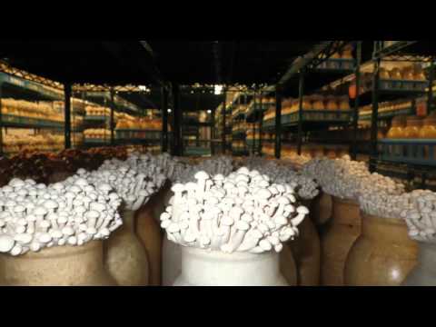 download lagu mp3 mp4 Alba Clamshell, download lagu Alba Clamshell gratis, unduh video klip Alba Clamshell